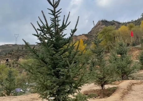 康乐县苏集河流域云杉育苗产业园