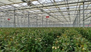 定西市临洮县高科技优质花木生产基地