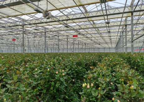 定西市临洮县高科技优质花木生产基地