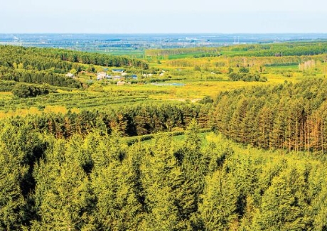 东北野山林地出让